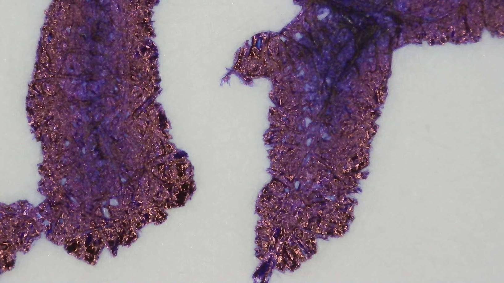 Photo of ink writing under magnification. Paper fibers are visible. The ink is dark purple in the center and reflective around the edges, with the reflected highlights appearing to have a copper-ish tone. Some areas between paper fibers are blue, some paper fibers are darker purple.