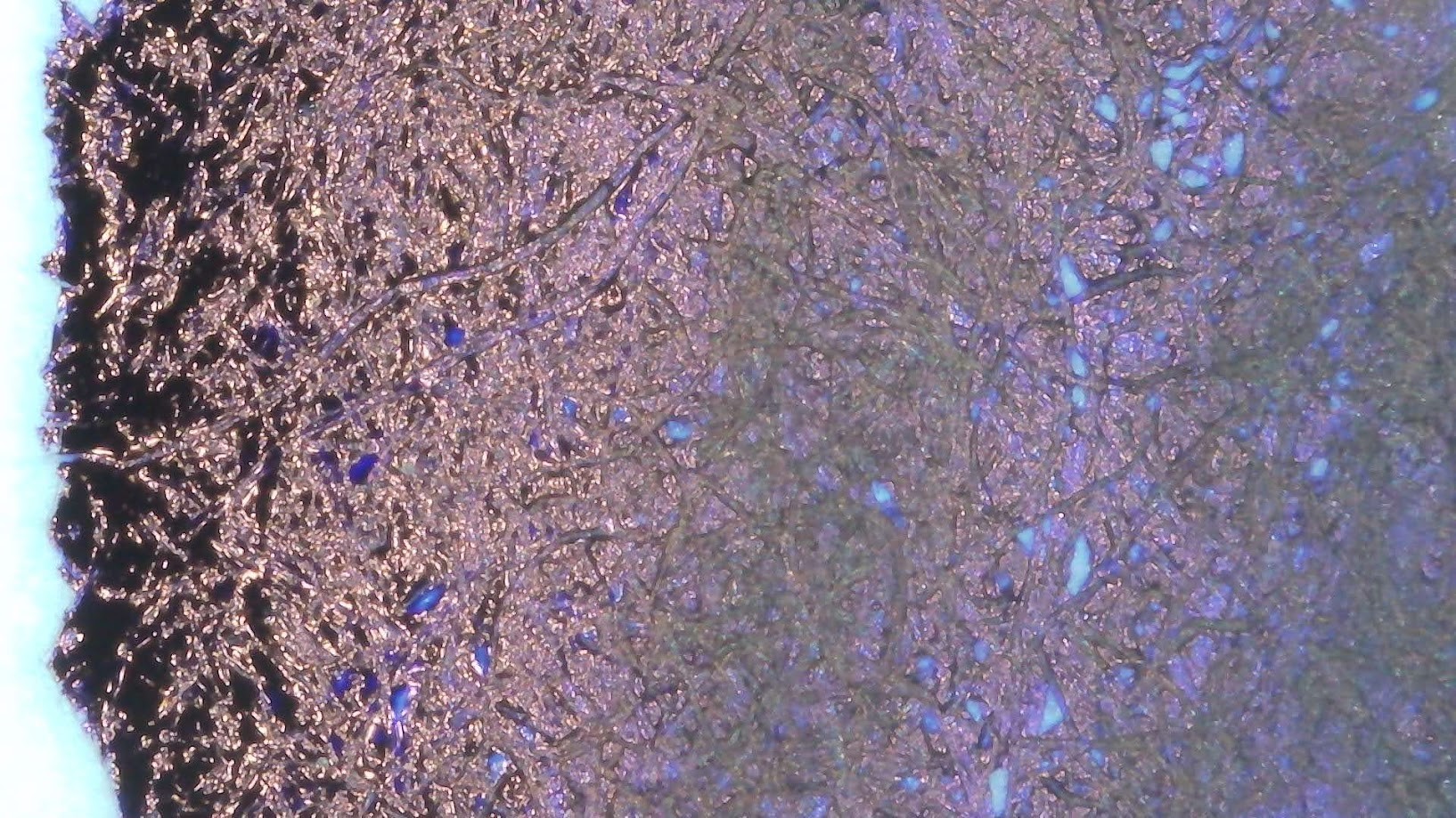 Photo of ink blob under magnification. Paper fibers are visible. The ink is dark purple in the center and reflective around the edges, with the reflected highlights appearing to have a copper-ish tone. Some areas between paper fibers are blue, some paper fibers are darker purple.