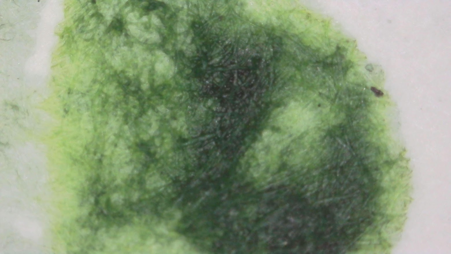 Photo of the ink on a Midori note sheet under high magnification and natural light. Paper fibers are visible. Most of the image consists of green ink with some areas that are much darker green and some very light green near the edges.